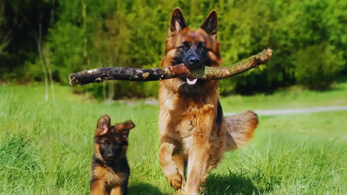 German Shepherd training a high-five command with its owner in an urban setting.
