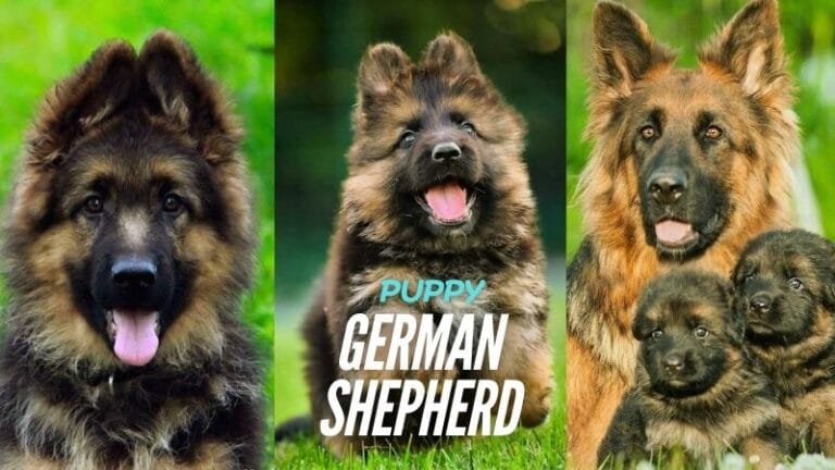 German Shepherd puppy care