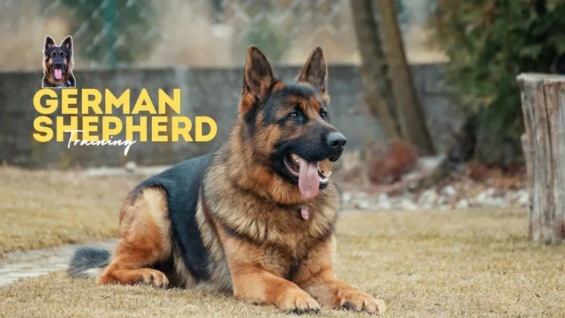 The buckingham murders: kareena kapoor hindi dub disappoints 2 the buckingham murders: kareena kapoor hindi dub disappoints German shepherd training, health, care, and nutrition