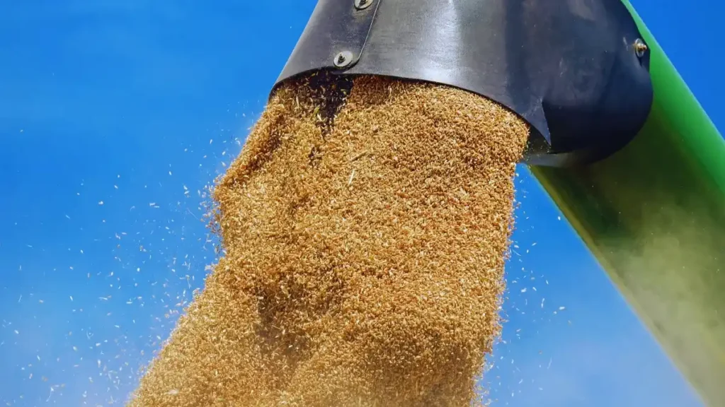 Granary of india: abundant harvest and agricultural excellence Golden wheat fields glistening under the sun, showcasing india's agricultural wealth.