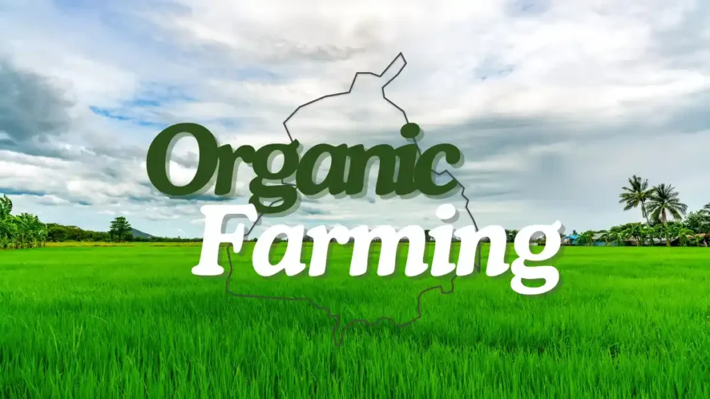 Growth of organic farming in punjab: a sustainable revolution A lush green field with vibrant crops under a partly cloudy sky, representing the growth of organic farming in punjab. The text "organic farming" is displayed in the center.