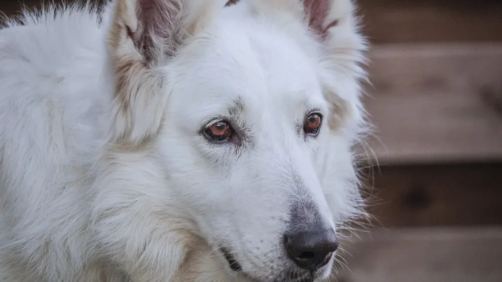 Rare White German Shepherd, A Stunning and Loyal Companion Close-up of a rare White German Shepherd with white fur and brown eyes.