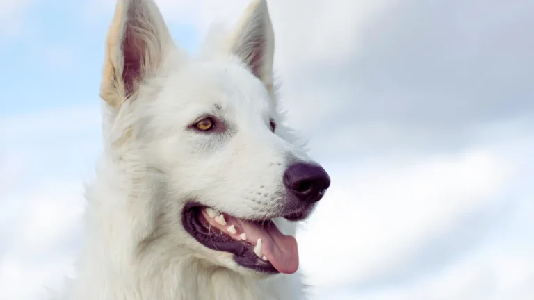 White German Shepherd standing in a green field, showcasing its unique coat and strong physique.