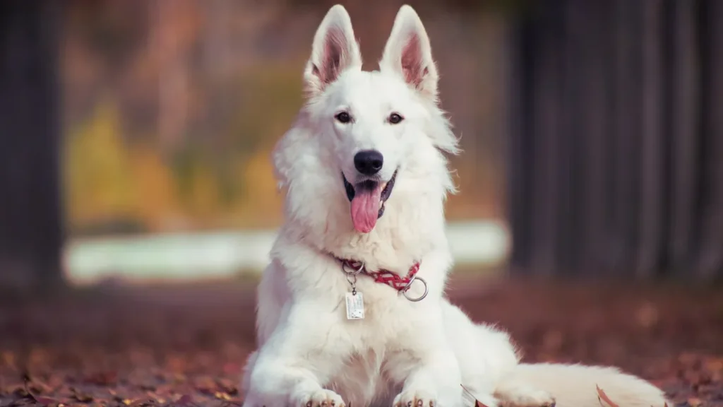 Rare White German Shepherd, A Stunning and Loyal Companion White German Shepherd standing in a green field, showcasing its unique coat and strong physique.